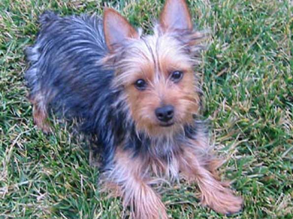 Cool Silky Terrier - Dog Breed