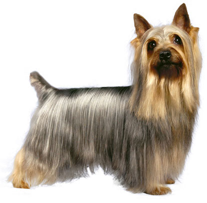 Pretty Silky Terrier - Dog Breed