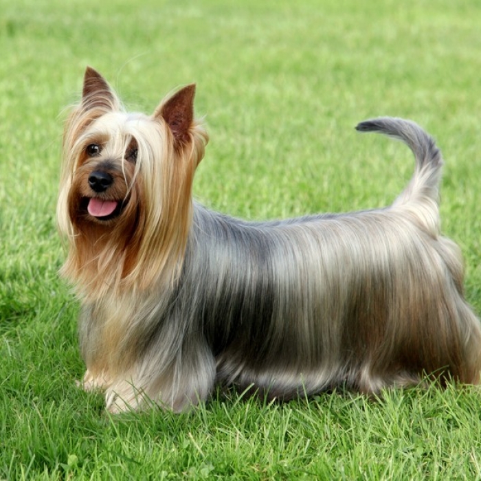 Wallpaper Silky Terrier - Dog Breed