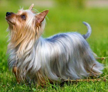 Photo Silky Terrier - Dog Breed