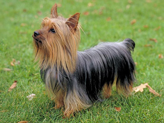 Silky Terrier - Dog Breed photo 