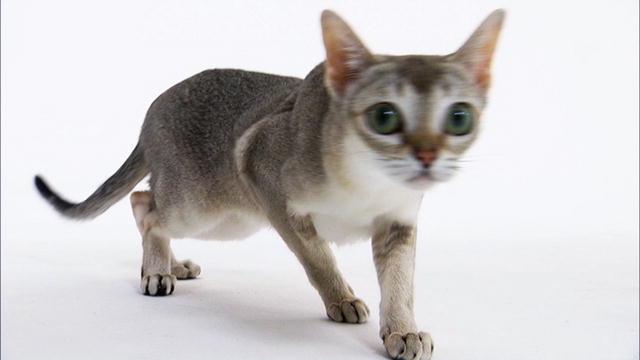 Singapura - cat Breed