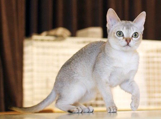 Singapura - cat Breed photo 