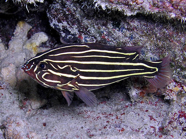 Pretty Sixline soapfish