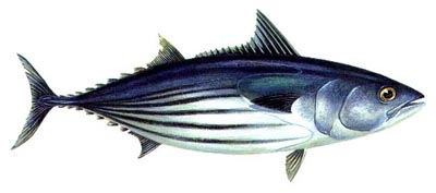 Pretty Skipjack tuna