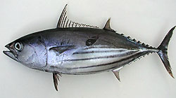 Pretty Skipjack tuna