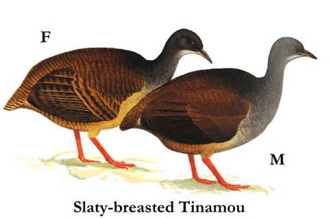 Pretty Slaty-breasted tinamou