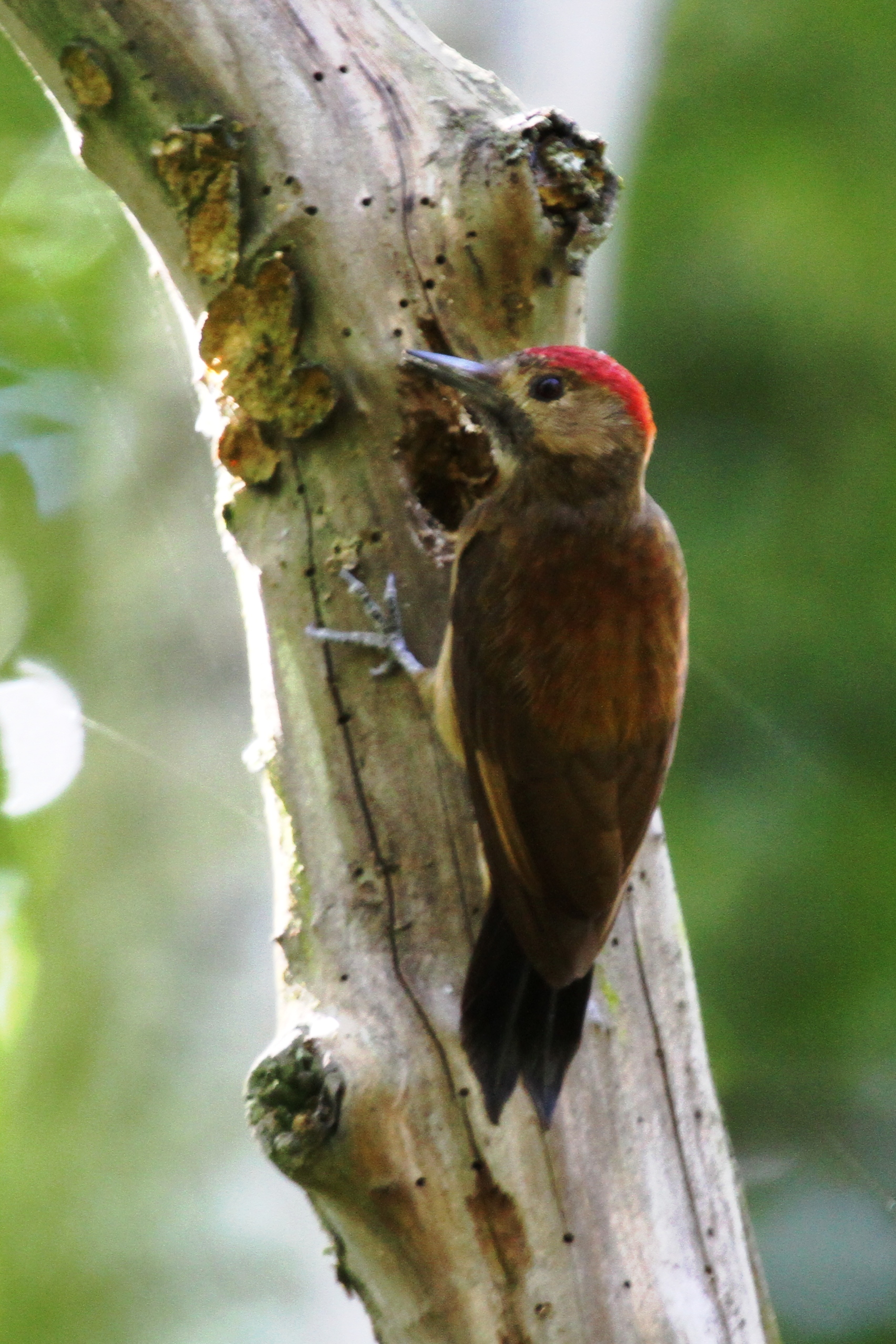 Pretty Smoky-brown woodpecker
