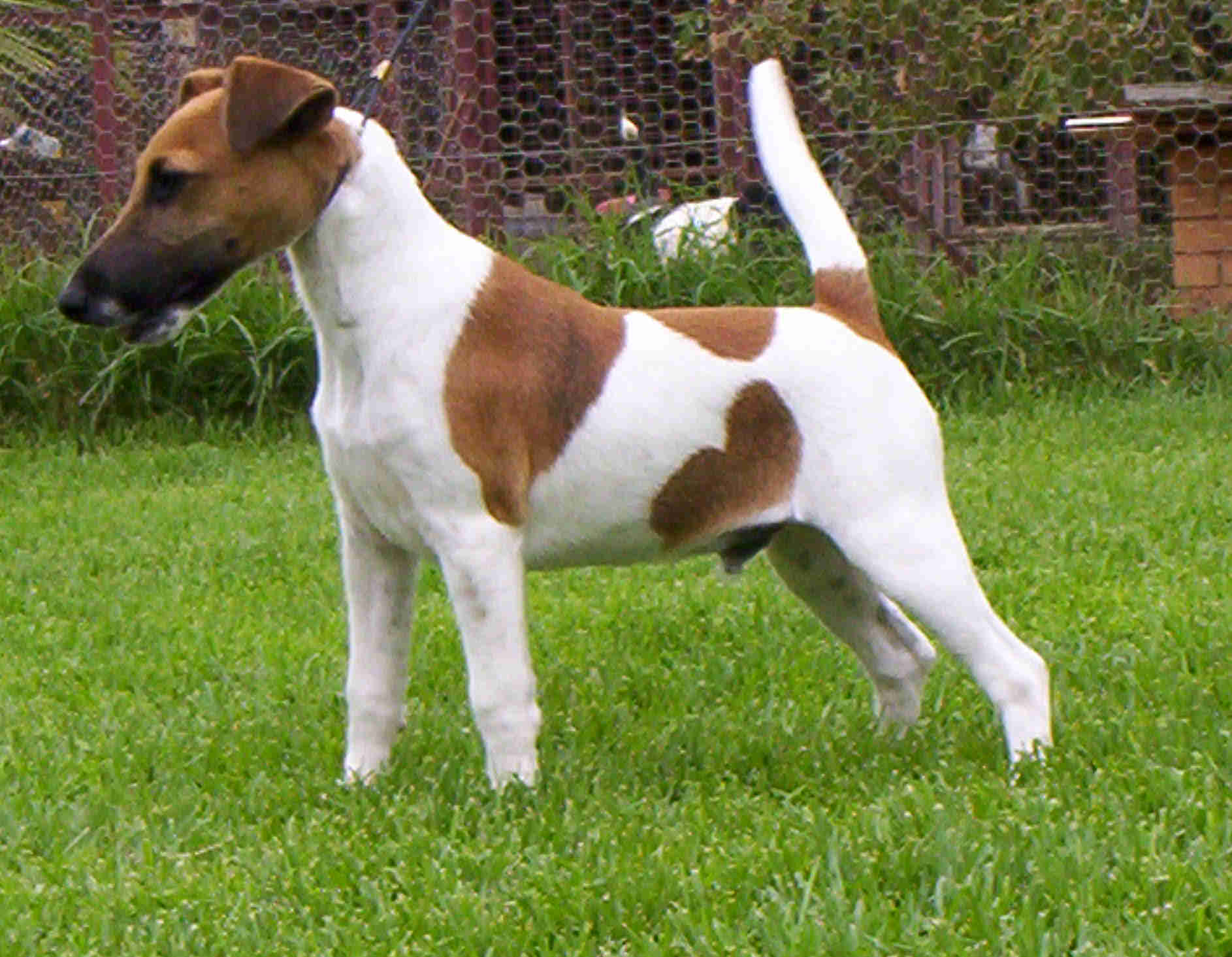 Cool Smooth Fox Terrier - Dog Breed