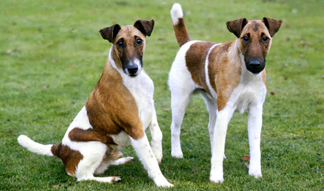 Wallpaper Smooth Fox Terrier - Dog Breed