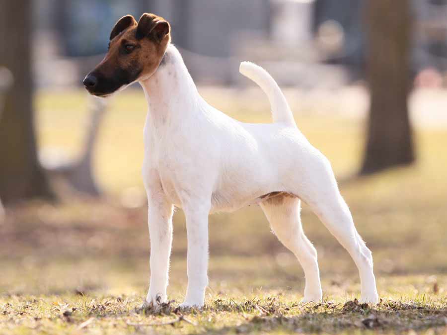 Photo Smooth Fox Terrier - Dog Breed