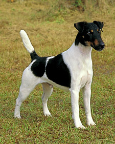 Smooth Fox Terrier - Dog Breed wallpaper