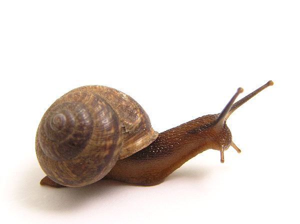 Nice Snail