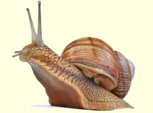 Snail photo 