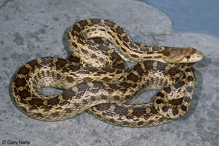 Snake photo 