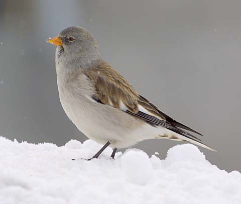 Pretty Snow finch