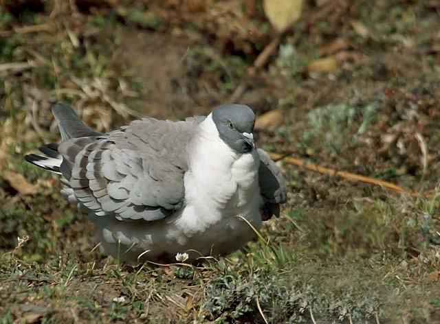 Pretty Snow pigeon
