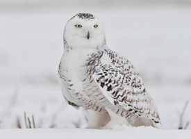 Pretty Snowy owl