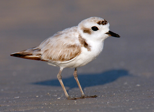 Snowy plover