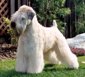 Soft Coated Wheaten Terrier - Dog Breed