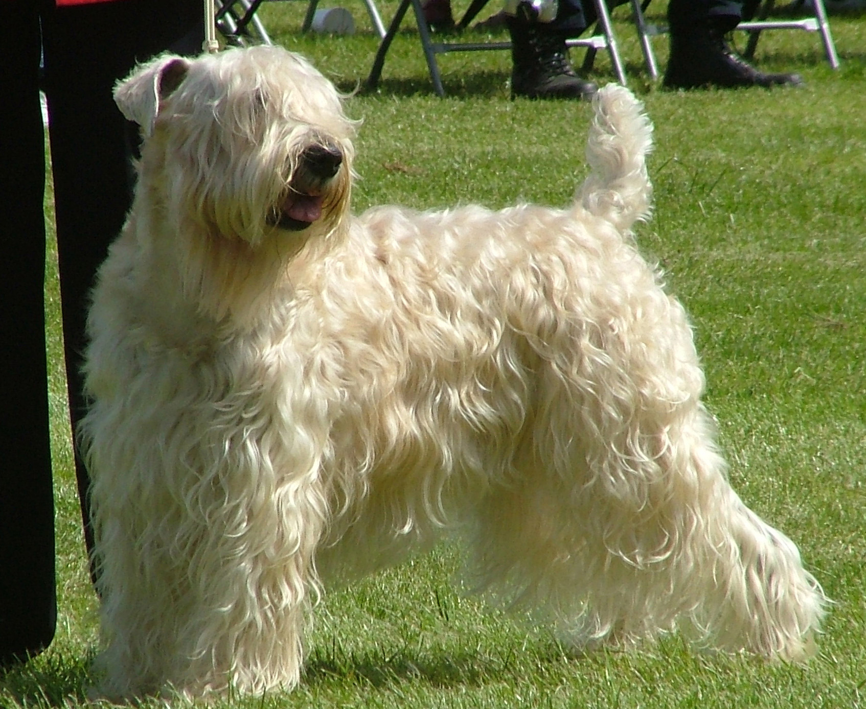 Nice Soft Coated Wheaten Terrier - Dog Breed