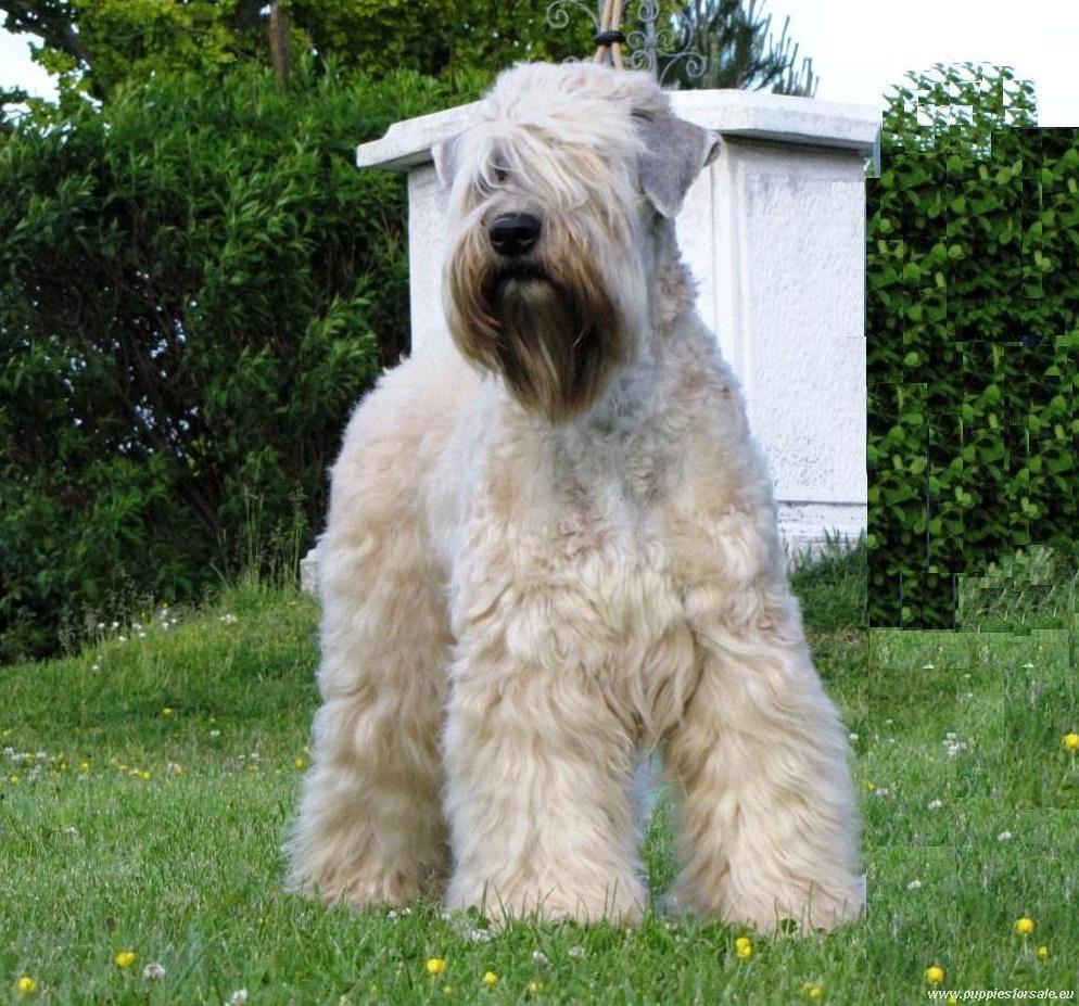 Cool Soft Coated Wheaten Terrier - Dog Breed