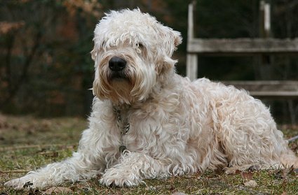 Wallpaper Soft Coated Wheaten Terrier - Dog Breed