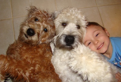 Photo Soft Coated Wheaten Terrier - Dog Breed