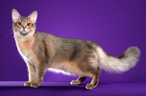 Cool Somali Cat - Cat Breed
