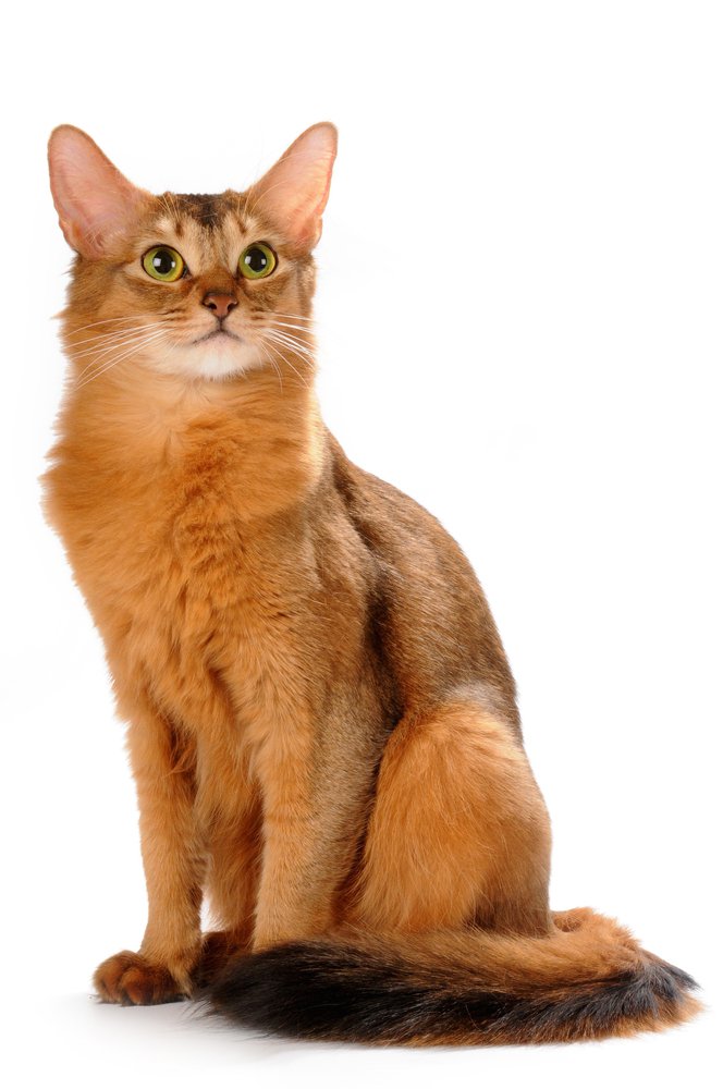 Cute Somali Cat - Cat Breed