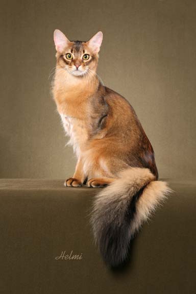 Wallpaper Somali Cat - Cat Breed