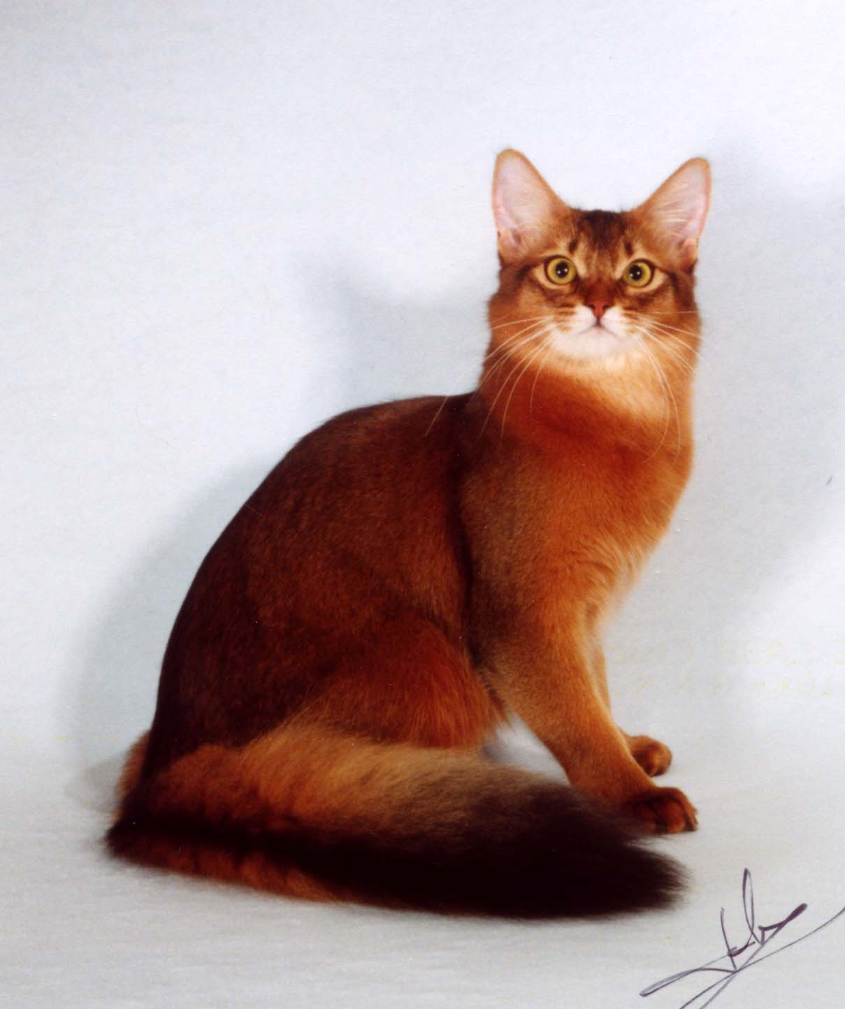 Somali Cat - Cat Breed photo 