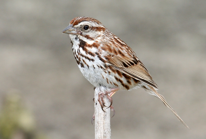 Pretty Song sparrow