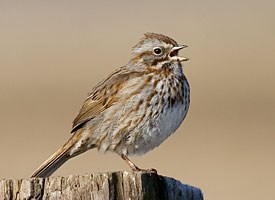 Pretty Song sparrow