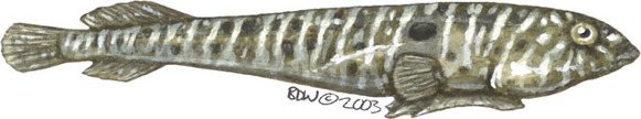 Sonora clingfish