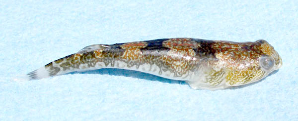 Pretty Sonora clingfish