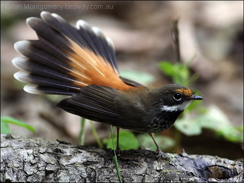 Pretty Sooty thicket-fantail