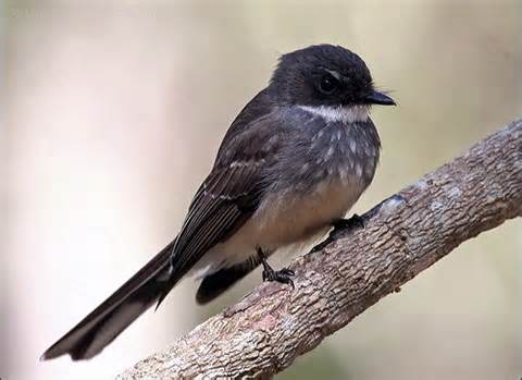 Pretty Sooty thicket-fantail