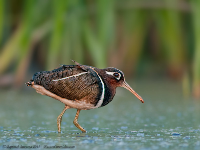 Pretty South American painted snipe