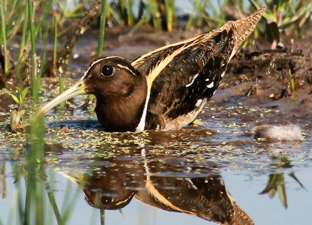Pretty South American painted snipe