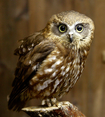 Pretty Southern boobook owl