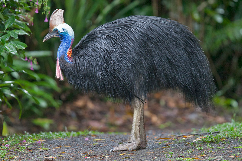 Pretty Southern cassowary