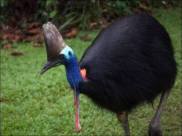 Pretty Southern cassowary