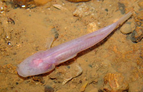Southern cavefish
