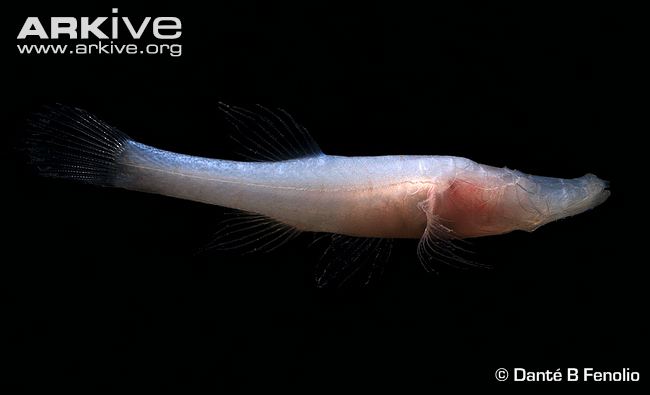 Pretty Southern cavefish