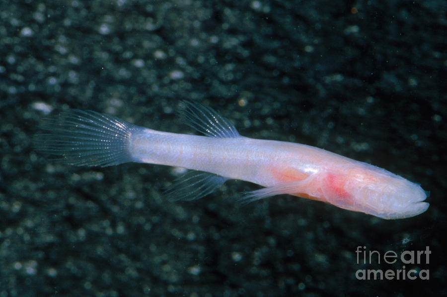 Pretty Southern cavefish