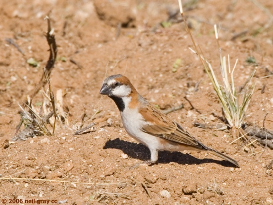 Southern rufous sparrow