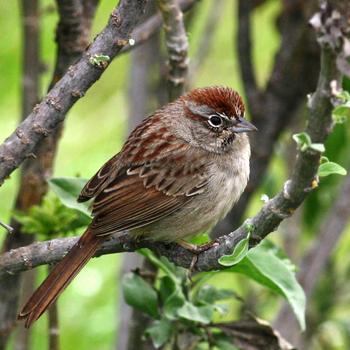 Pretty Southern rufous sparrow