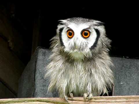 Pretty Southern white-faced owl