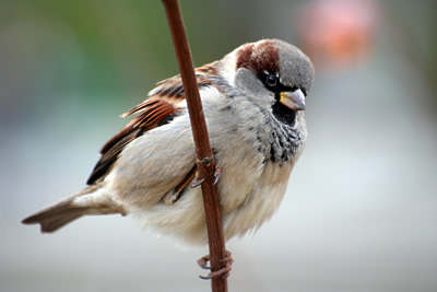 Pretty Sparrows
